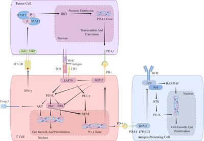 Immune microenvironment in papillary thyroid carcinoma: roles of immune cells and checkpoints in disease progression and therapeutic implications